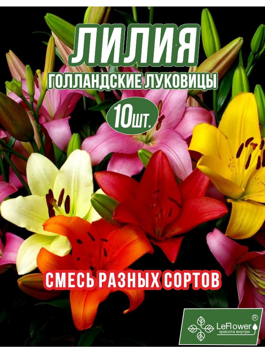 Лилия Луковица, Микс разные, 10 шт Leflower 96807567 купить за 1 111 ₽ в  интернет-магазине Wildberries