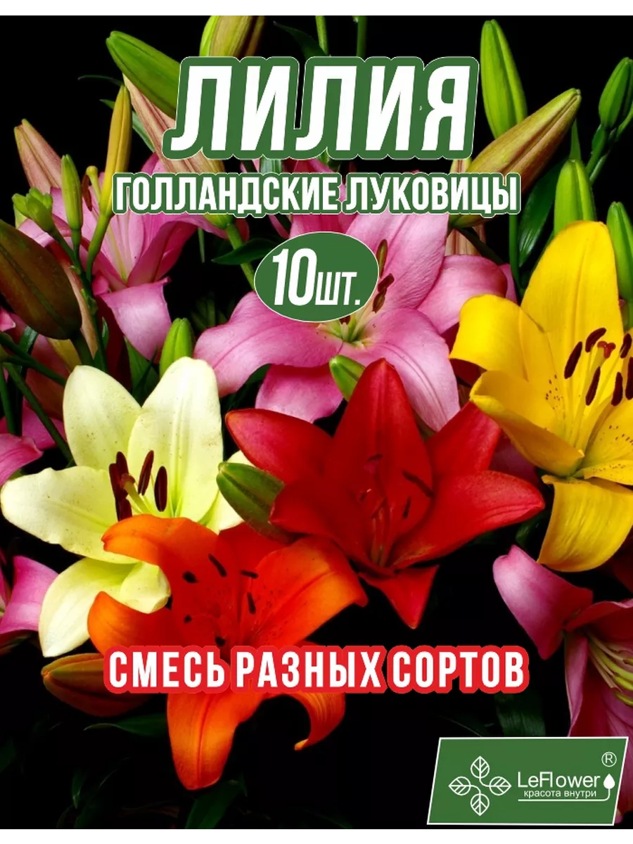 Лилия Луковица, Микс разные, 10 шт Leflower 96807567 купить за 1 111 ₽ в  интернет-магазине Wildberries