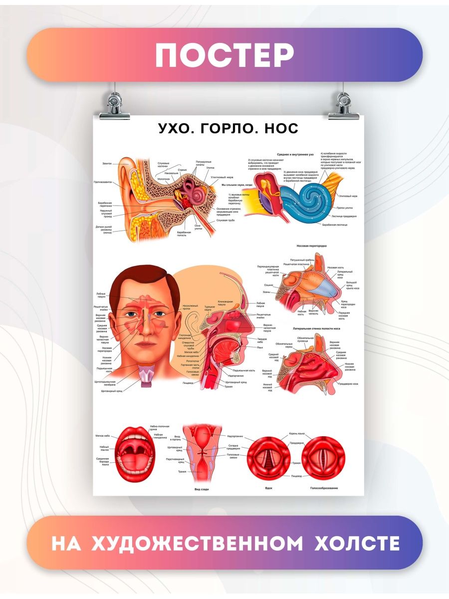 Ухо горло нос картинки