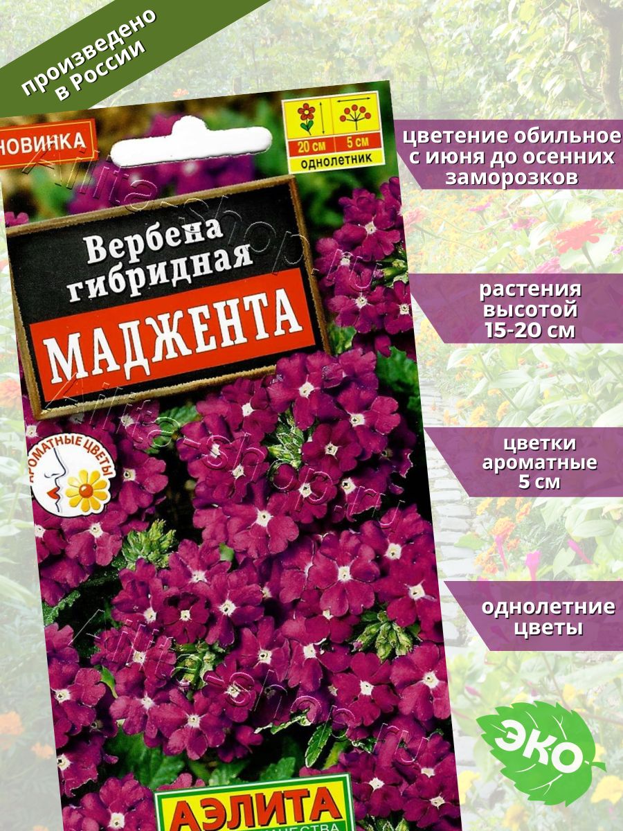 Вербена маджента отзывы.