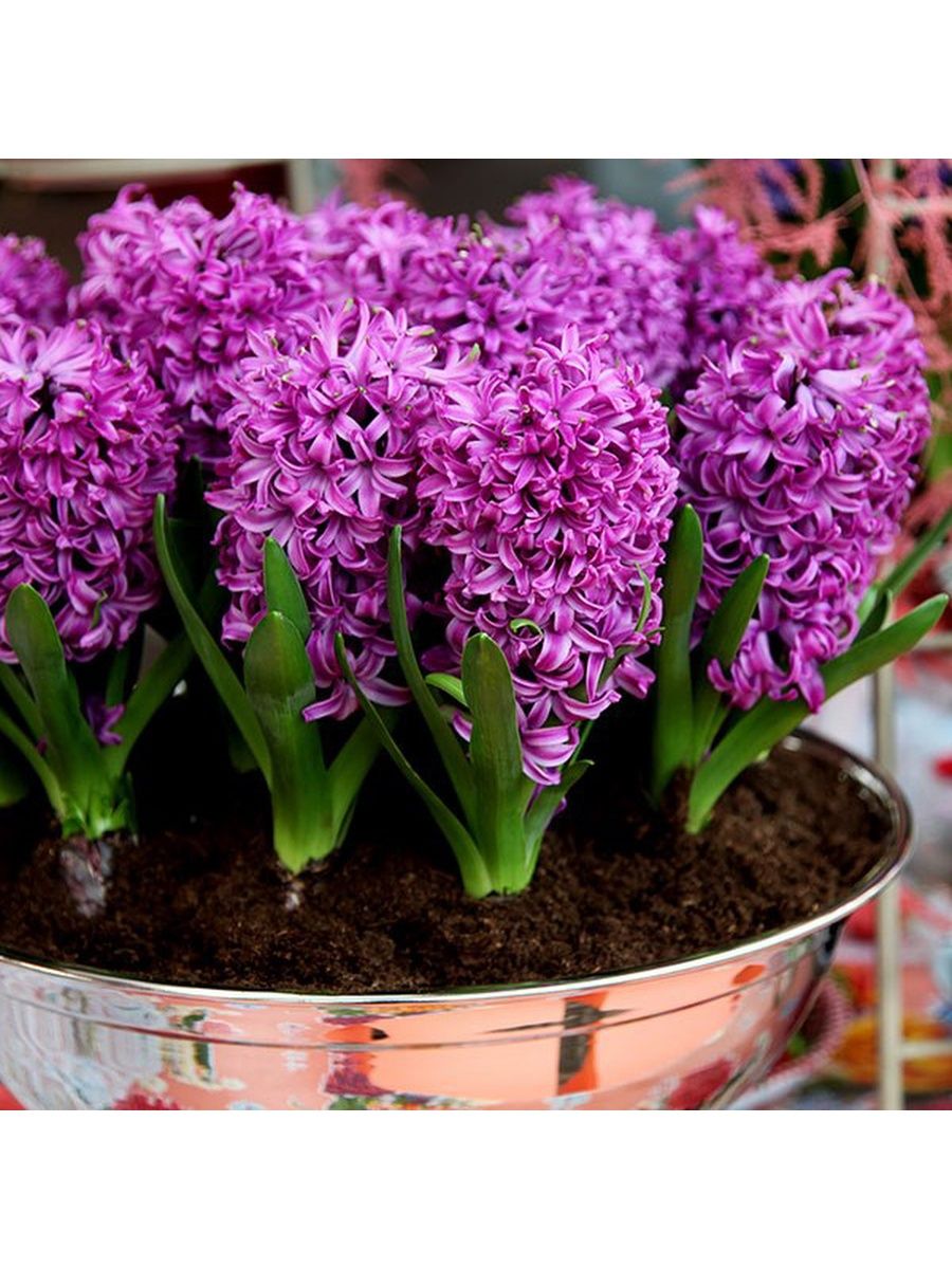 Purple hyacinth. Гиацинт Пурпл сенсейшен. Гиацинт Purple Sensation. Гиацинт садовый перпл сенсейшен. Гиацинт Восточный Purple Sensation.