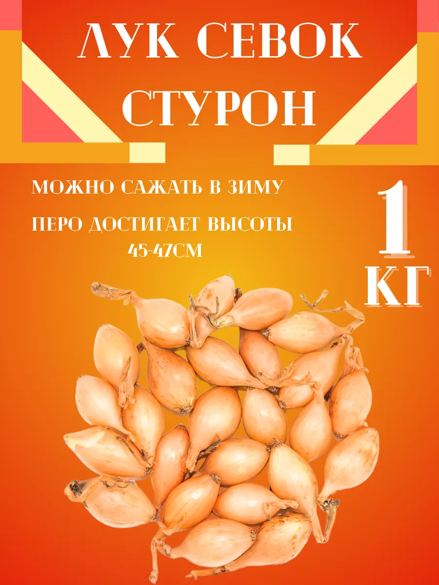 Лук Севок сорт 