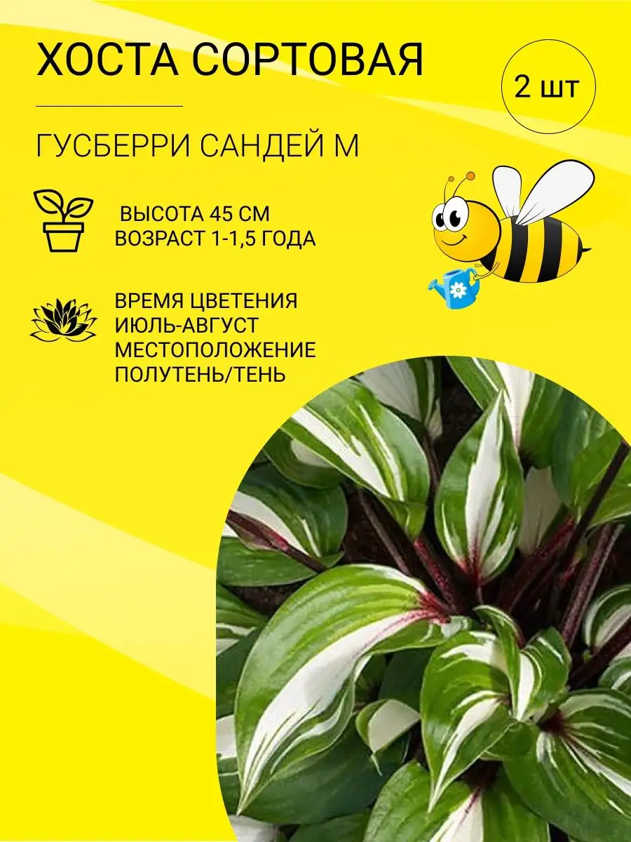 Хоста, саженцы, многолетние цветы Пчелка Садовод 97570869 купить в  интернет-магазине Wildberries