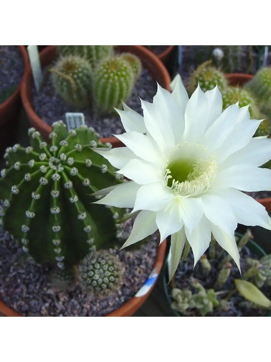 Семена Кактус Echinopsis eyriesii (10 шт) Орешка 98140359 купить за 350 ₽ в  интернет-магазине Wildberries