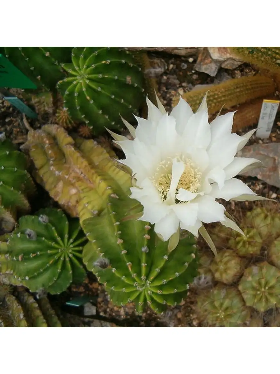 Семена Кактус Echinopsis eyriesii (10 шт) Орешка 98140359 купить за 350 ₽ в  интернет-магазине Wildberries