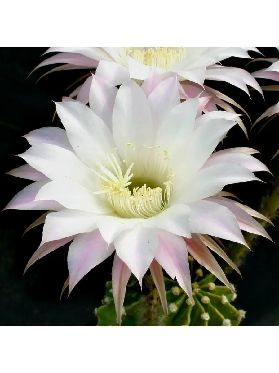 Семена Кактус Echinopsis eyriesii (10 шт) Орешка 98140359 купить за 350 ₽ в  интернет-магазине Wildberries