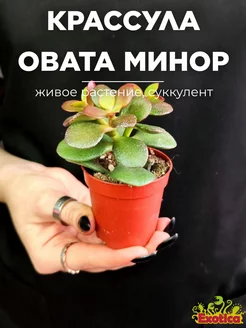 Крассула Овата Минор (Crassula Ovata Minor) D5см Exotica 98493806 купить за 605 ₽ в интернет-магазине Wildberries