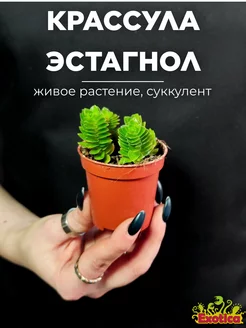 Крассула Эстагнол (Crassula Estagnol) D5см Exotica 98493822 купить за 767 ₽ в интернет-магазине Wildberries