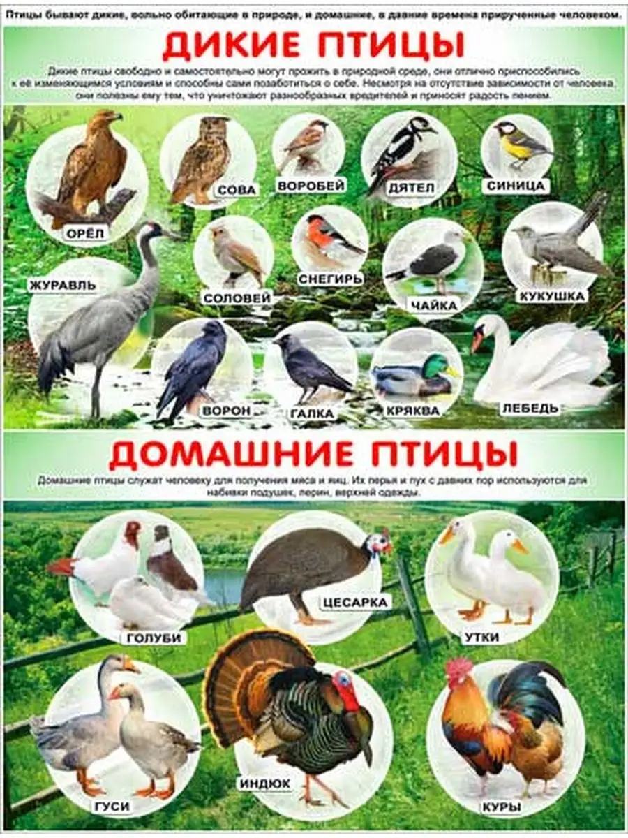 Плакат животные и птицы