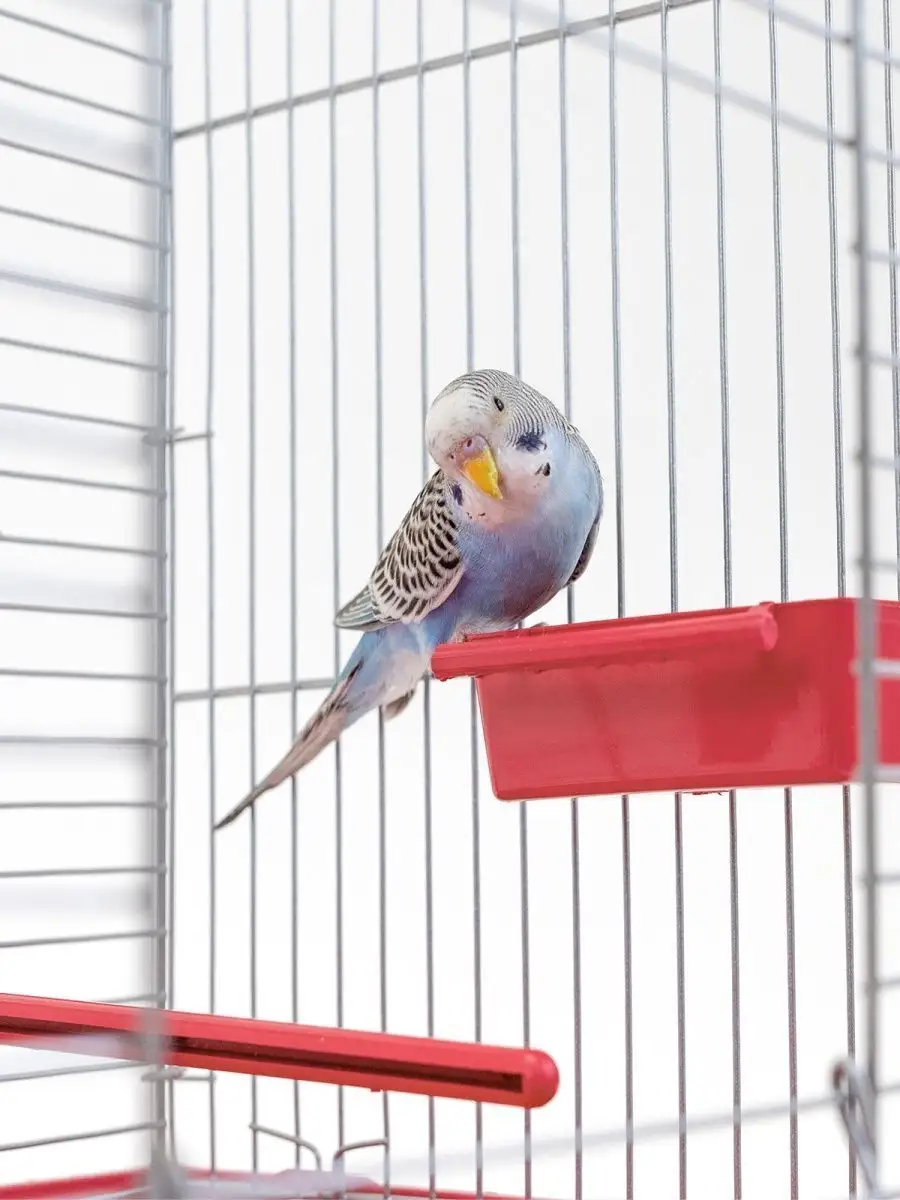 Как сделать клетку для попугая своими руками в домашних условиях