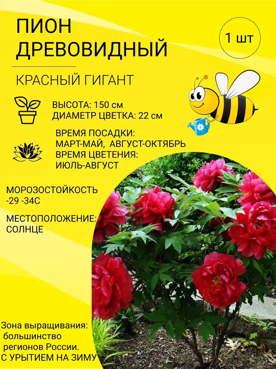 Пион древовидный, саженец ЗКС Пчелка Садовод 99001320 купить в  интернет-магазине Wildberries