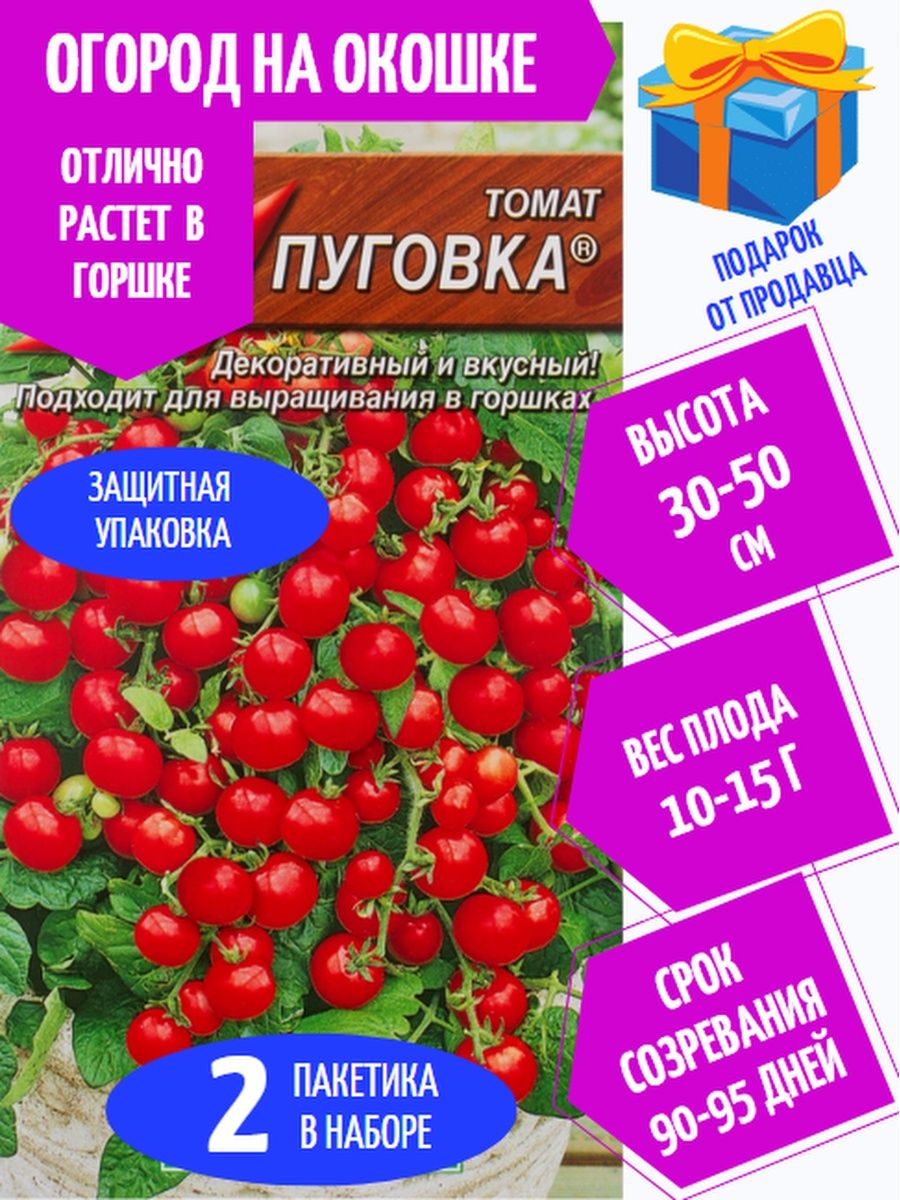 Томат пуговка отзывы фото. Томат Пуговка. Помидоры Пуговка в горшках. Томаты Пуговка в теплице. Помидоры Пуговка скороспелая фото.