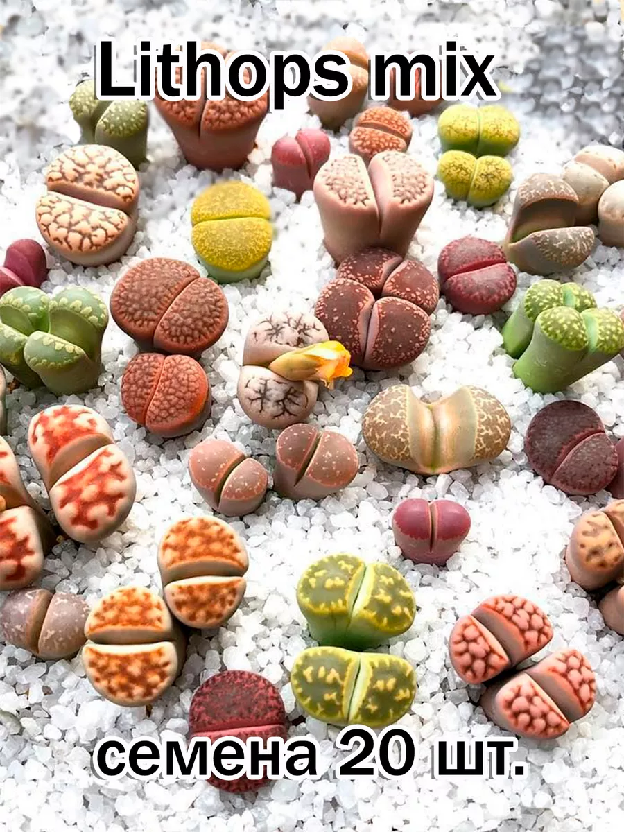 Lithops mix (смесь видов) семена...