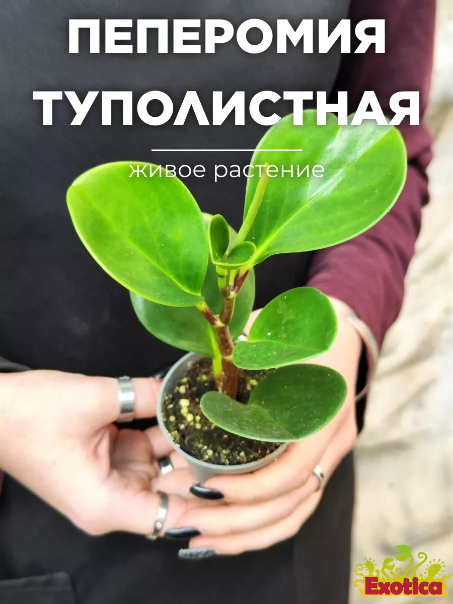 Пеперомия Туполистная (Peperomia Obtusifolia) D5см Exotica 99393175 купить  в интернет-магазине Wildberries