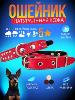 Ошейник для собак натуральная кожа широкий YourPetStore 99615581 купить за 425 ₽ в интернет-магазине Wildberries