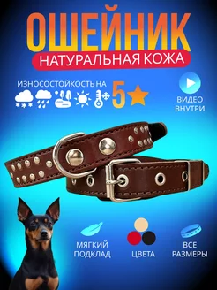 Ошейник для собaк натуральная кожа широкий YourPetStore 99619401 купить за 463 ₽ в интернет-магазине Wildberries