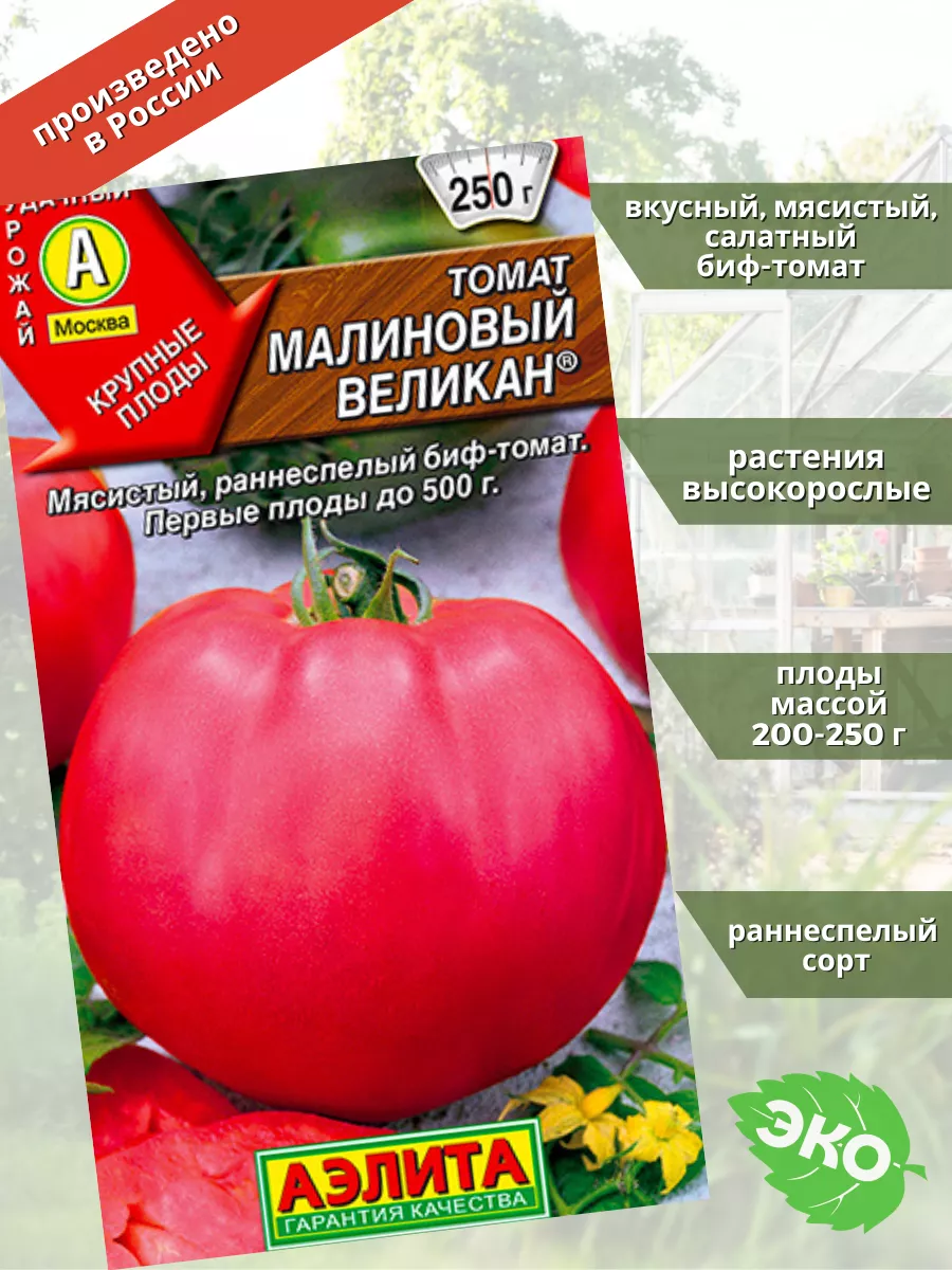 Малиновый силач описание. Малиновый силач описание. Малиновый силач описание. Томат малиновая кубышка. Томат минусинская грушанка.