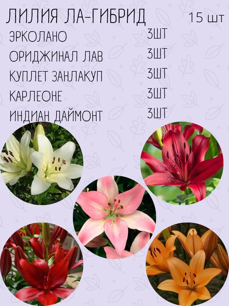 Сколько времени цветет лилия