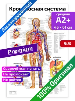 Плакат Кровеносная система анатомический 45х61см Квинг 99927575 купить за 516 ₽ в интернет-магазине Wildberries